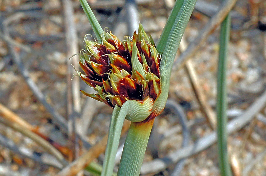 Cyperus capitatus / Zigolo delle spiagge